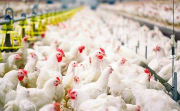 Detectan gripe aviar en 10 granjas de Durango